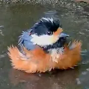 Bird Onsen のバードバスで水浴びするヤマガラ