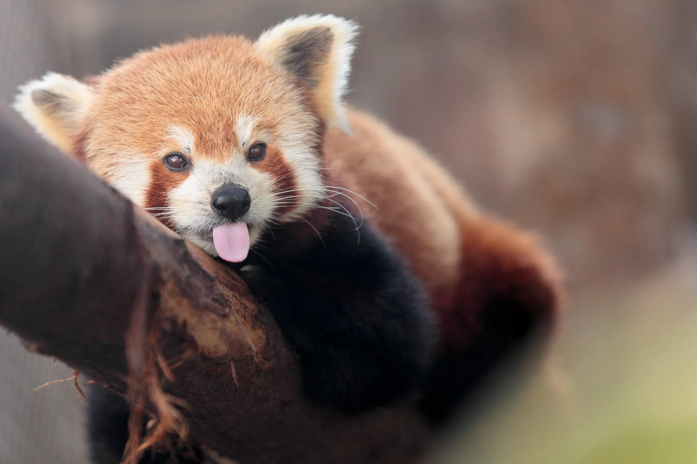 ニシレッサーパンダ