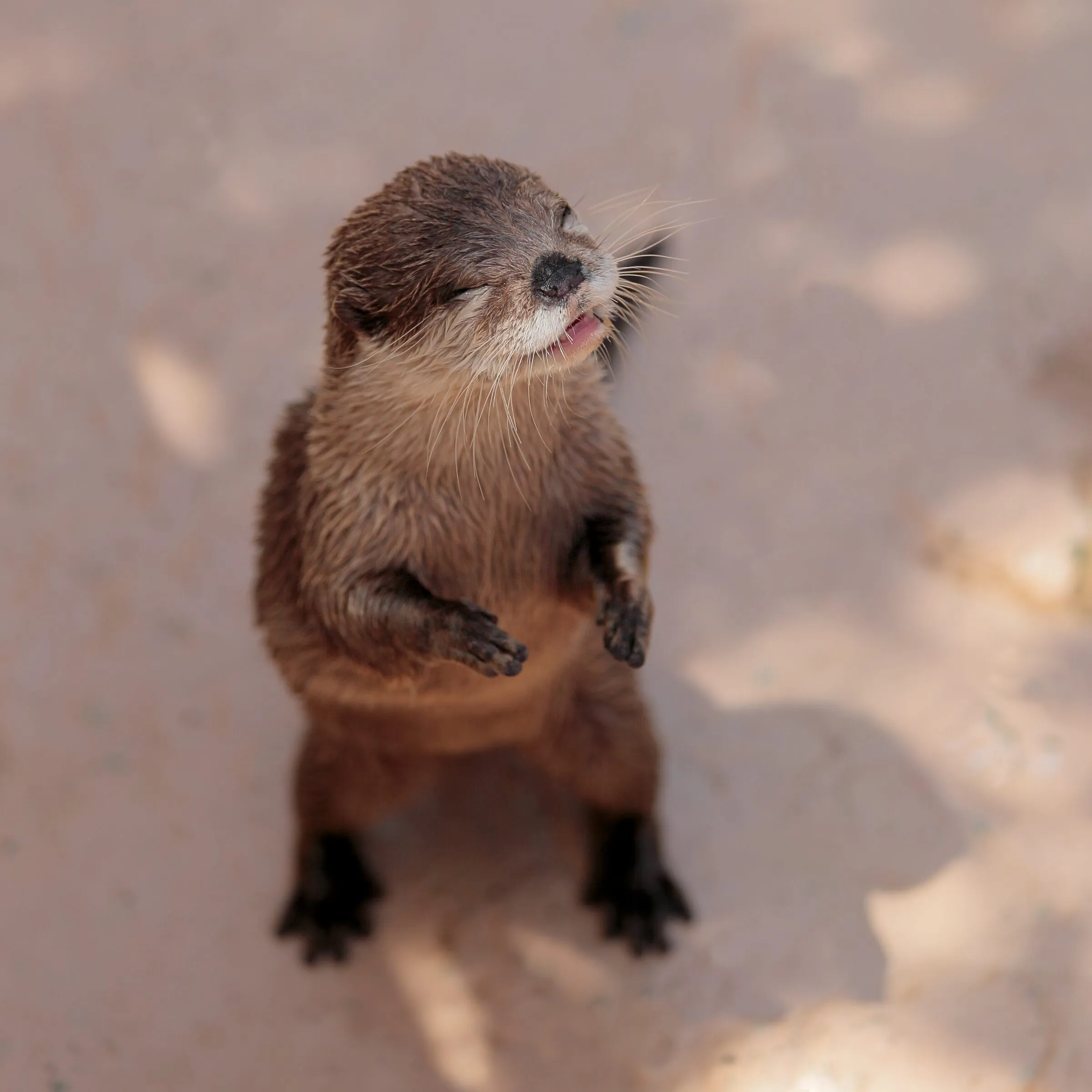 コツメカワウソ