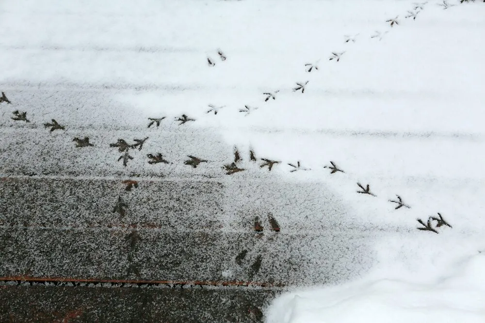 雪の上の鳥の足跡