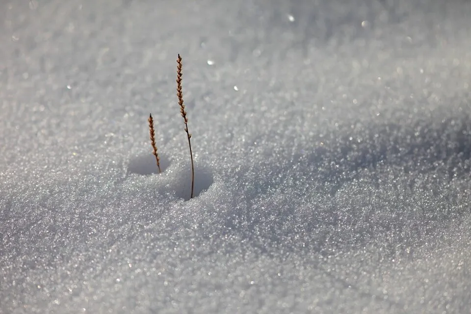 雪の上の枯れ草