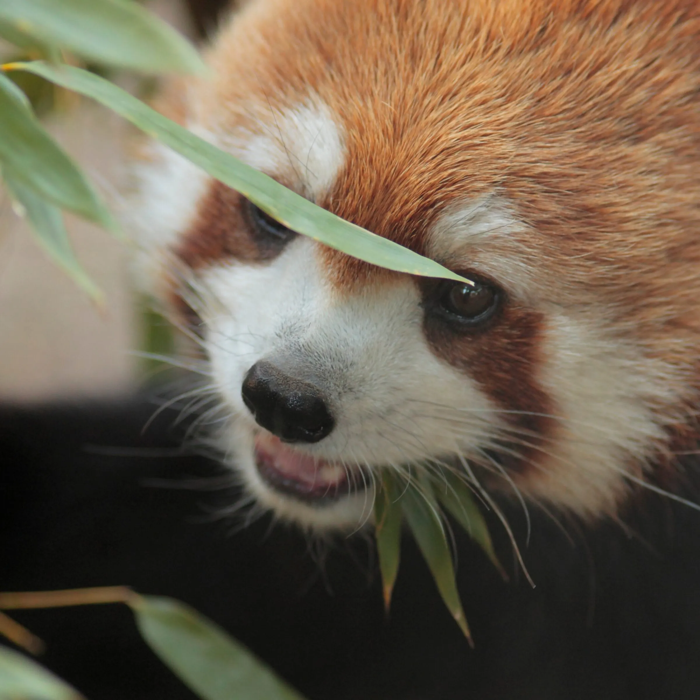 レッサーパンダ