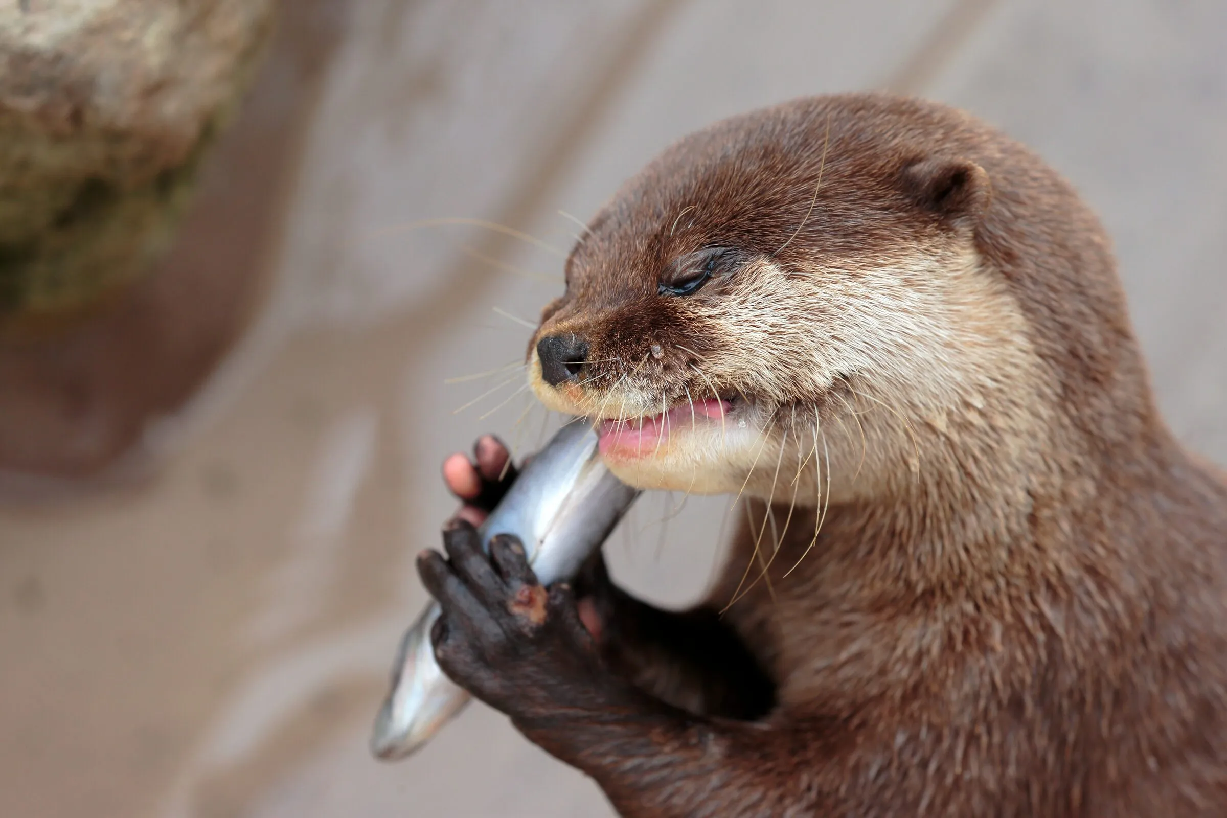コツメカワウソ