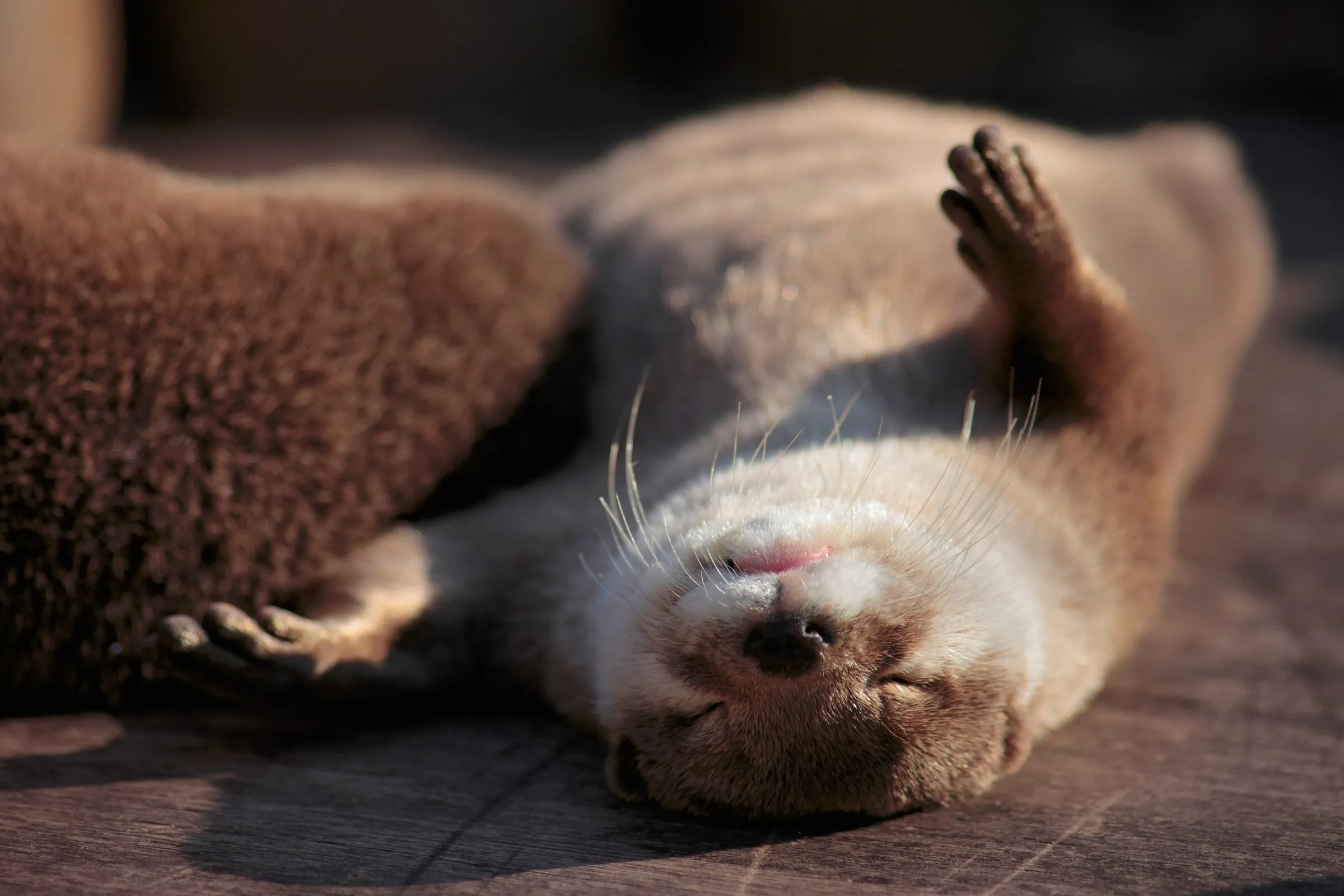 コツメカワウソ