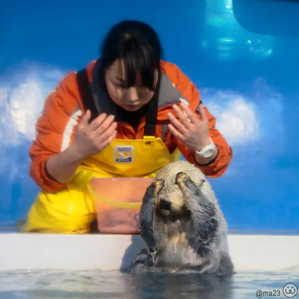飼育員さんの前で目を隠すラッコ