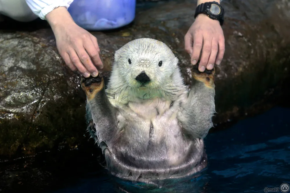 バンザイの姿勢をとるラッコのナダ