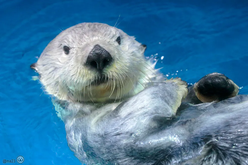 水に浮かぶラッコのナダ