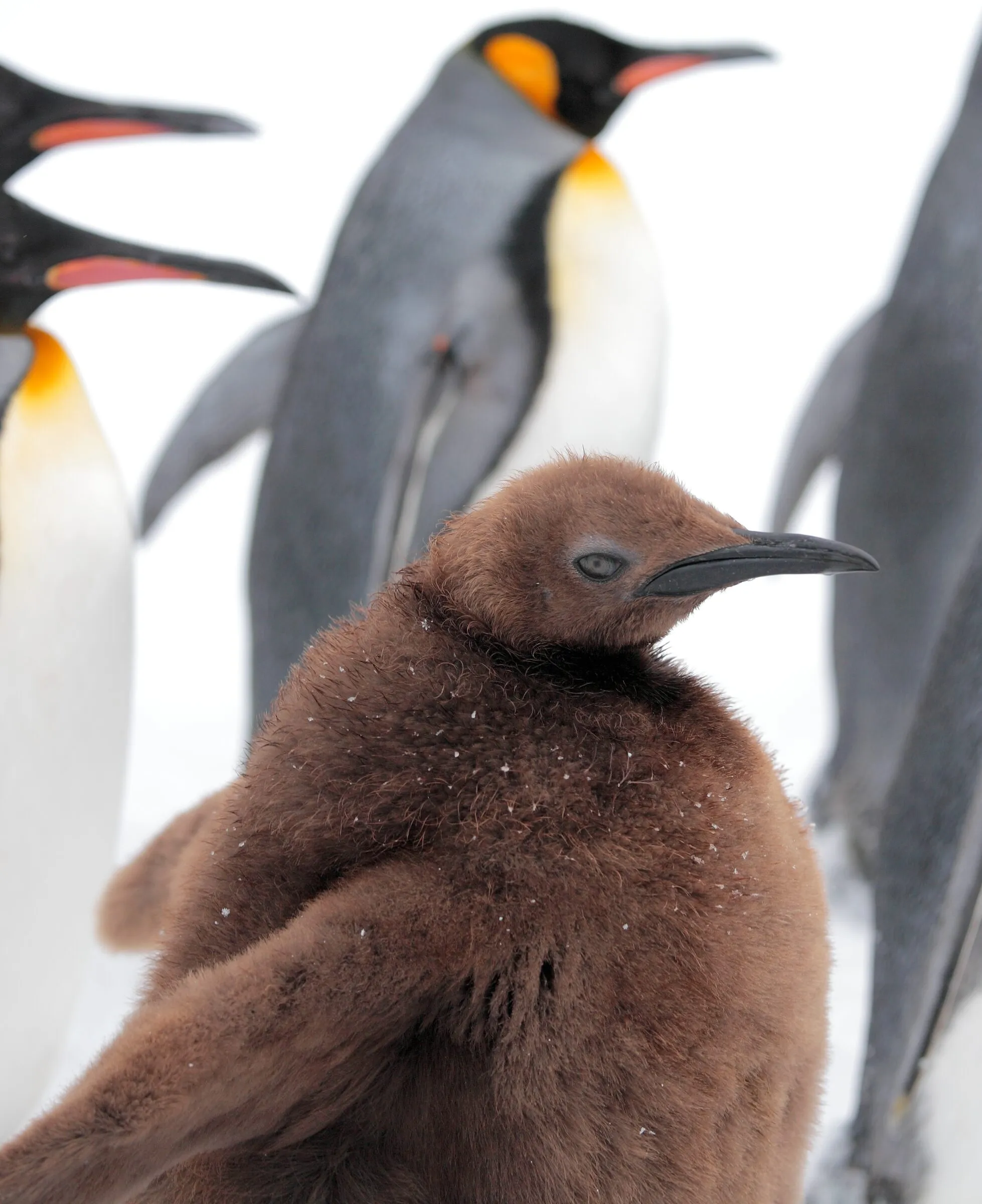 キングペンギン