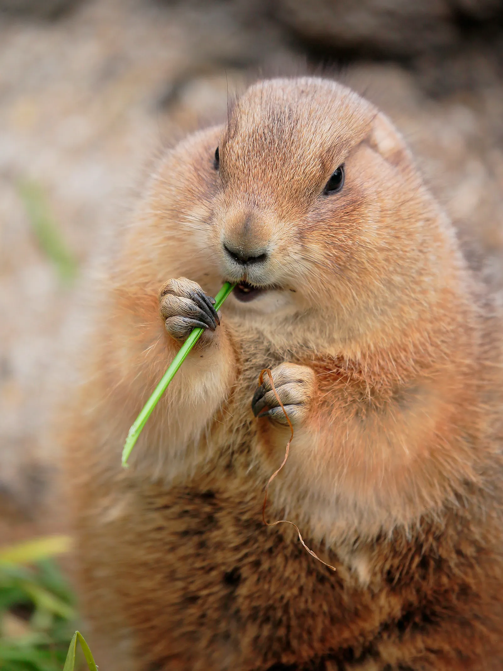 牧草を両手で持って食べるオグロプレーリードッグ