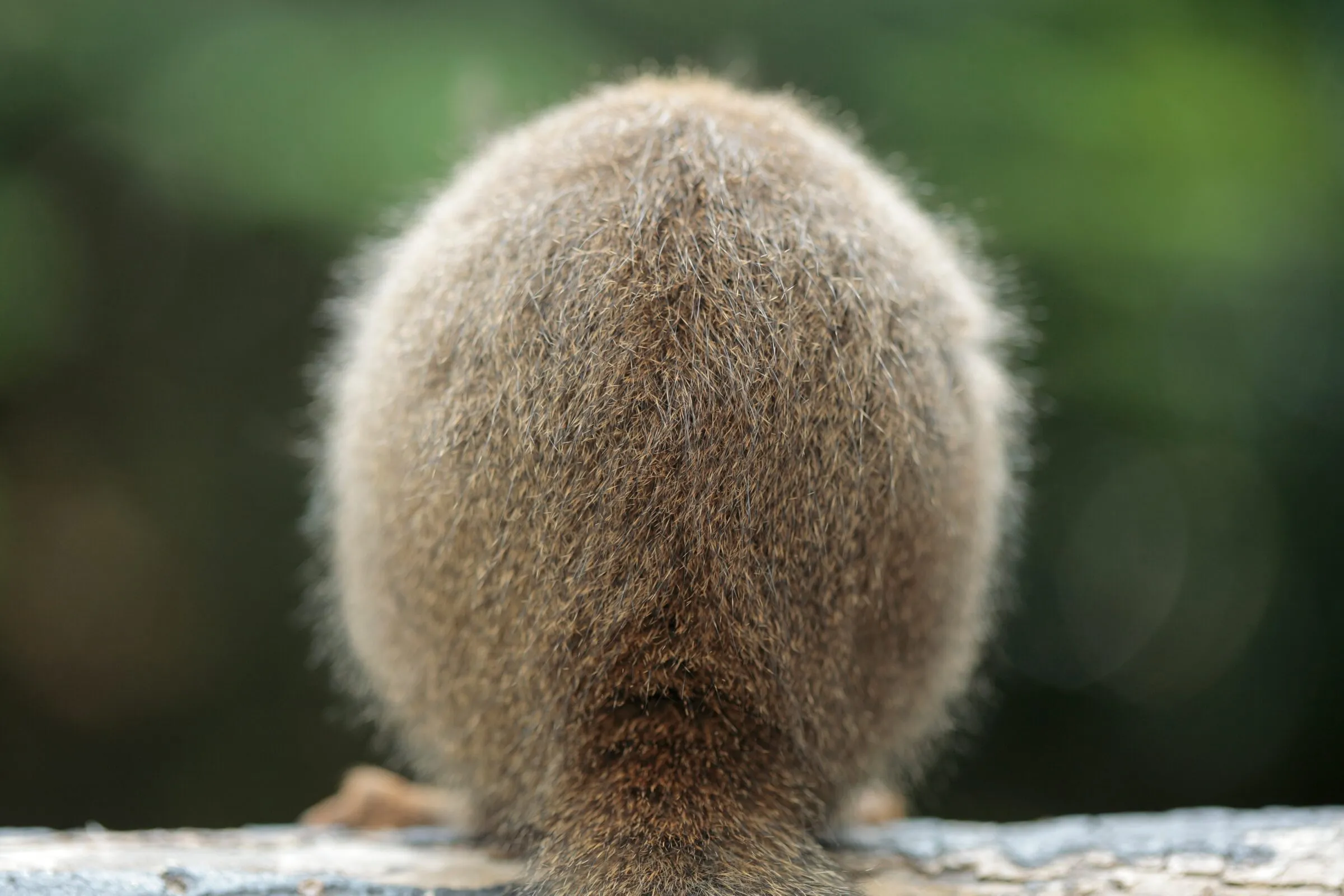 ニホンリス