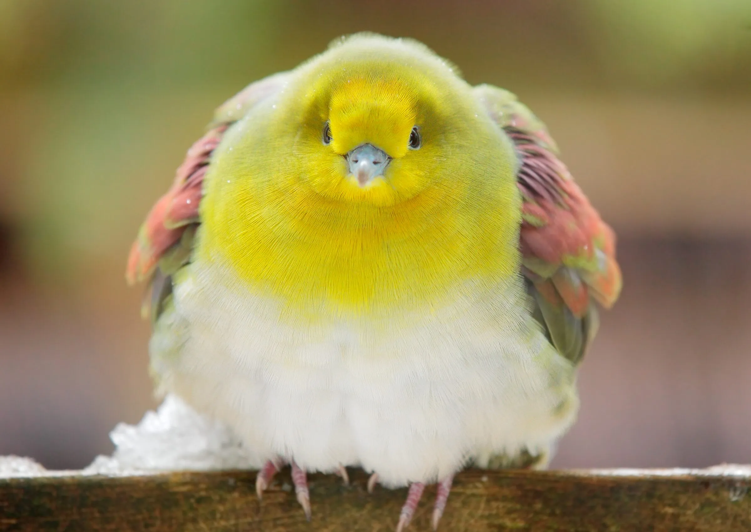アオバト