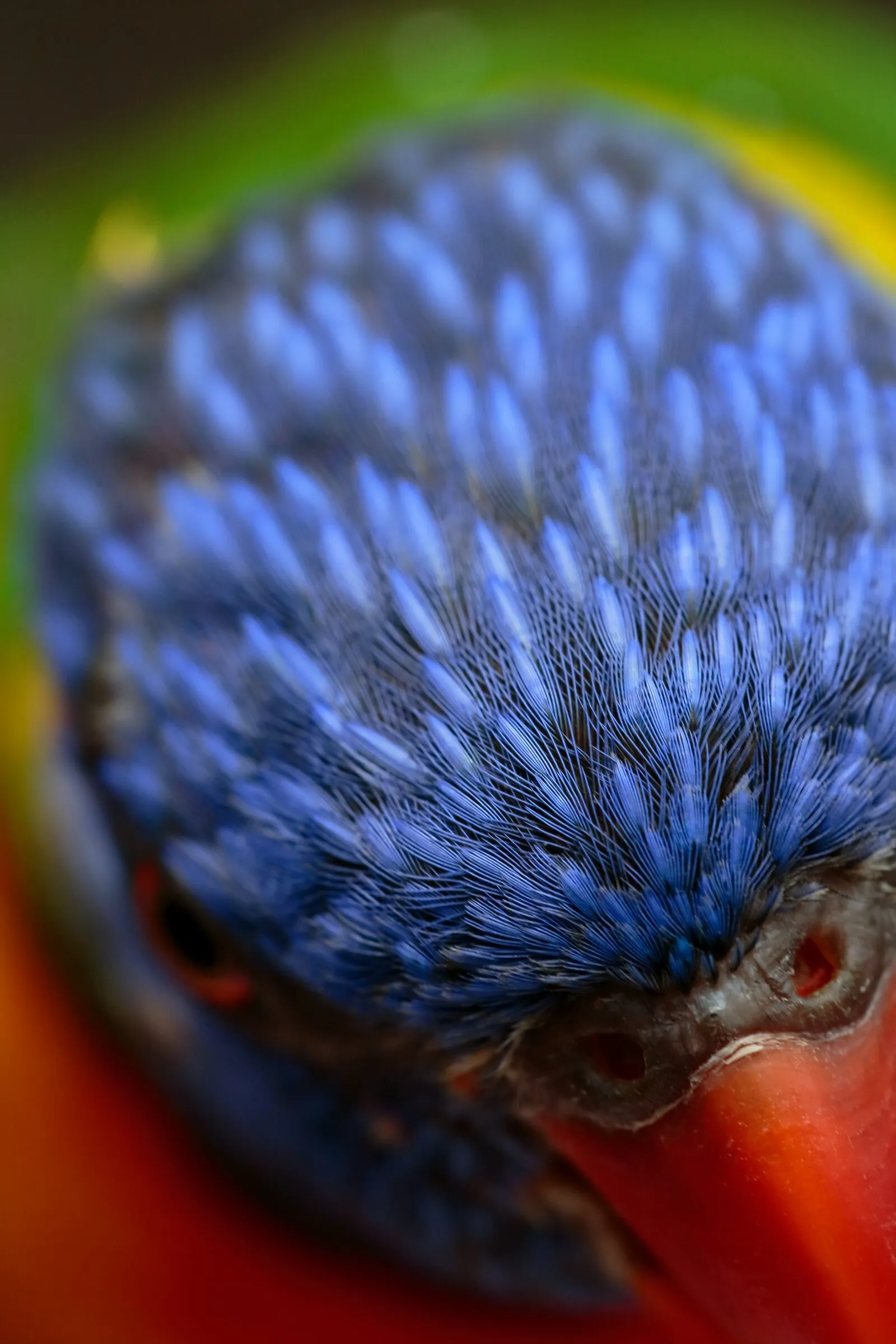 ゴシキセイガイインコ
